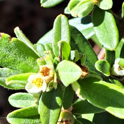 Pyracantha sp. at Watson, ACT - 19 Jan 2025 by abread111