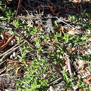 Pyracantha angustifolia at Watson, ACT - 20 Jan 2025 09:37 AM