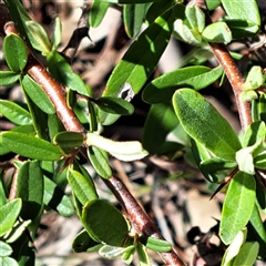 Pyracantha angustifolia at Watson, ACT - 20 Jan 2025 09:37 AM