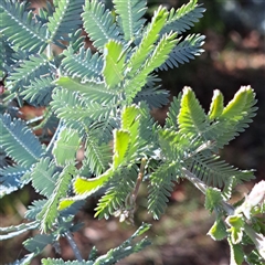 Acacia baileyana (Cootamundra Wattle, Golden Mimosa) at Kenny, ACT - 19 Jan 2025 by abread111