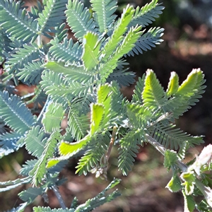 Acacia baileyana at Kenny, ACT - 20 Jan 2025 09:40 AM