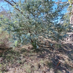 Acacia baileyana at Kenny, ACT - 20 Jan 2025 09:40 AM