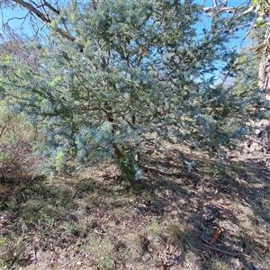 Acacia baileyana at Kenny, ACT - 20 Jan 2025 09:40 AM