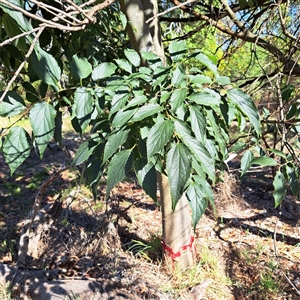 Celtis australis at Kenny, ACT - 20 Jan 2025 09:44 AM