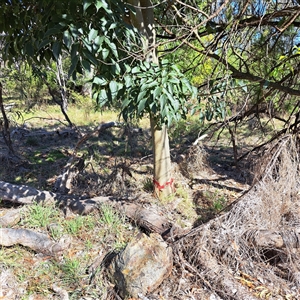 Celtis australis at Kenny, ACT - 20 Jan 2025 09:44 AM