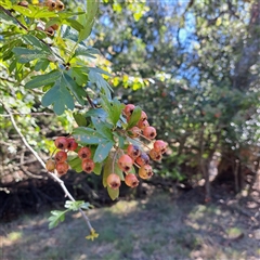 Crataegus monogyna (Hawthorn) at Watson, ACT - 19 Jan 2025 by abread111