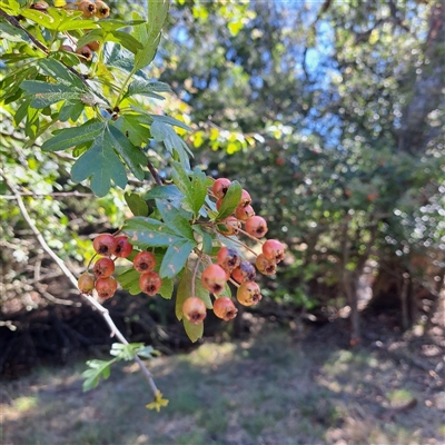 Crataegus monogyna (Hawthorn) at Watson, ACT - 19 Jan 2025 by abread111