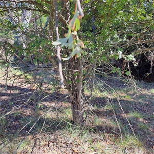 Crataegus monogyna at Watson, ACT - 20 Jan 2025