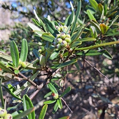 Pyracantha sp. at Watson, ACT - 19 Jan 2025 by abread111