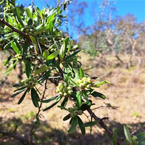 Pyracantha angustifolia at Watson, ACT - 20 Jan 2025 10:18 AM