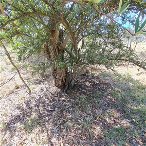 Pyracantha angustifolia at Watson, ACT - 20 Jan 2025 10:18 AM