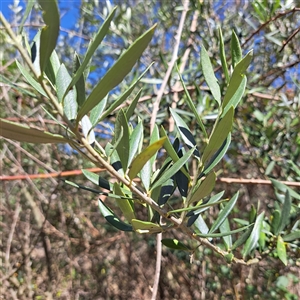 Olea europaea subsp. cuspidata at Watson, ACT - 20 Jan 2025 11:02 AM