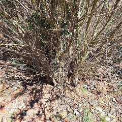 Olea europaea subsp. cuspidata at Watson, ACT - 20 Jan 2025 11:02 AM