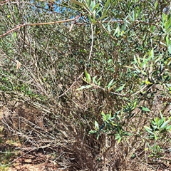 Olea europaea subsp. cuspidata at Watson, ACT - 20 Jan 2025 11:02 AM