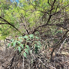 Celtis australis (Nettle Tree) at Watson, ACT - 20 Jan 2025 by abread111