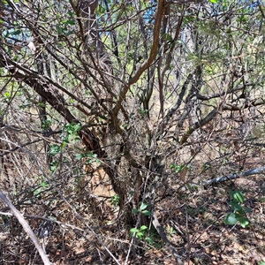 Prunus sp. at Watson, ACT - 20 Jan 2025