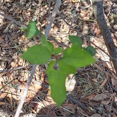 Prunus sp. at Watson, ACT - 20 Jan 2025