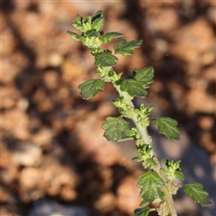 Dysphania pumilio (Small Crumbweed) at Fyshwick, ACT - 20 Jan 2025 by ConBoekel