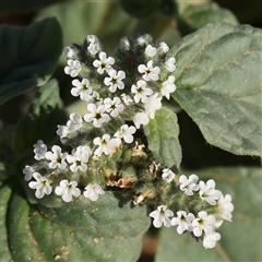 Heliotropium europaeum (Common Heliotrope, Potato Weed) at Fyshwick, ACT - 20 Jan 2025 by ConBoekel