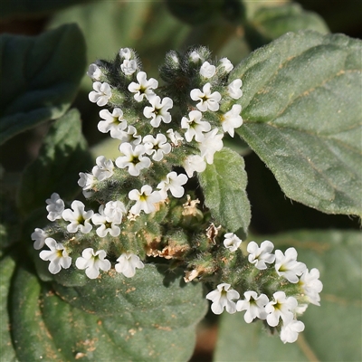 Unidentified Other Wildflower or Herb at Fyshwick, ACT - 19 Jan 2025 by ConBoekel