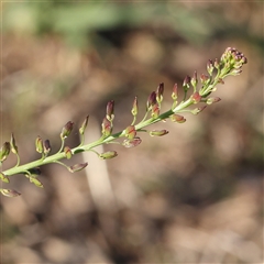 Lepidium africanum (Common Peppercress) at Fyshwick, ACT - 20 Jan 2025 by ConBoekel