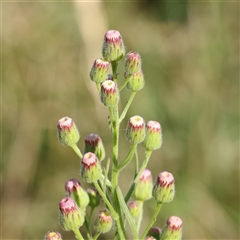 Erigeron bonariensis (Flaxleaf Fleabane) at Fyshwick, ACT - 20 Jan 2025 by ConBoekel