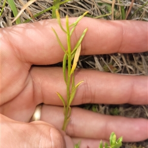 Stackhousia monogyna at Kambah, ACT - 20 Jan 2025 04:02 PM