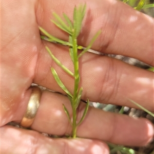 Stackhousia monogyna at Kambah, ACT - 20 Jan 2025 04:02 PM