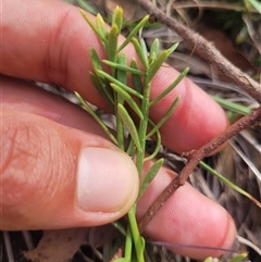 Stackhousia monogyna at Kambah, ACT - 20 Jan 2025 04:02 PM