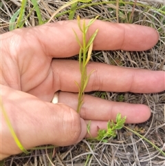 Stackhousia monogyna at Kambah, ACT - 20 Jan 2025 04:02 PM