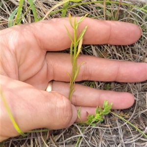 Stackhousia monogyna at Kambah, ACT - 20 Jan 2025 04:02 PM