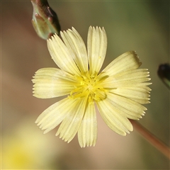 Unidentified Other Wildflower or Herb at Fyshwick, ACT - 19 Jan 2025 by ConBoekel