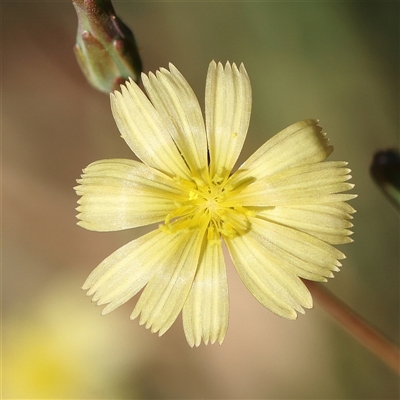 Unidentified Other Wildflower or Herb at Fyshwick, ACT - 19 Jan 2025 by ConBoekel