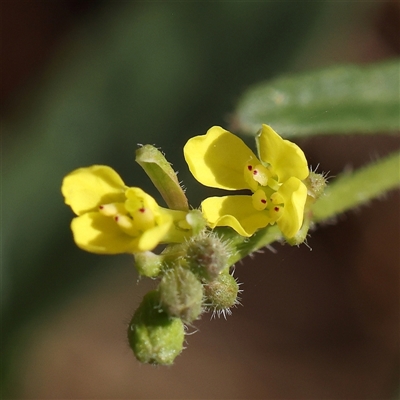 Hirschfeldia incana (Buchan Weed) at Fyshwick, ACT - 20 Jan 2025 by ConBoekel