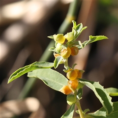 Atriplex semibaccata (Creeping Saltbush) at Fyshwick, ACT - 20 Jan 2025 by ConBoekel