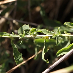 Unidentified at suppressed - 20 Jan 2025