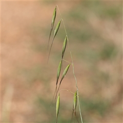 Avena sp. (Wild Oats) at Fyshwick, ACT - 20 Jan 2025 by ConBoekel