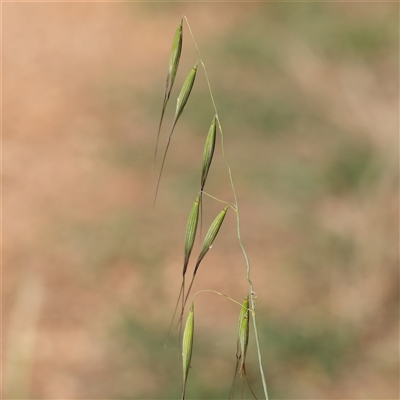 Avena (genus) (Wild Oats) at Fyshwick, ACT - 20 Jan 2025 by ConBoekel