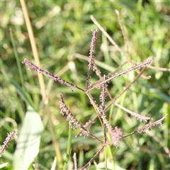 Paspalum dilatatum at Fyshwick, ACT - 19 Jan 2025 by ConBoekel