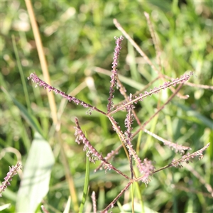 Cynodon dactylon (Couch Grass) at Fyshwick, ACT by ConBoekel