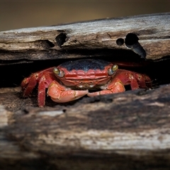 Unidentified Crab at Zilzie, QLD - 16 Nov 2024 by trevsci