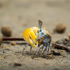 Unidentified Crab at Zilzie, QLD - 16 Nov 2024 by trevsci