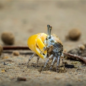 Unidentified Crab at Zilzie, QLD by trevsci