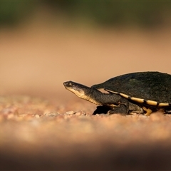 Chelodina longicollis at Farnborough, QLD - 1 Dec 2024 by trevsci