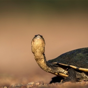 Chelodina longicollis at Farnborough, QLD - 1 Dec 2024 06:31 AM