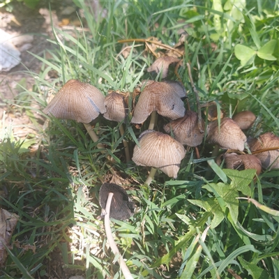 Coprinellus etc. (An Inkcap) at Kambah, ACT - 19 Jan 2025 by GirtsO