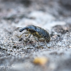 Larinus latus at Kandos, NSW - 20 Jan 2025 by aussiejai