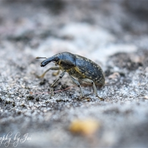 Larinus latus at Kandos, NSW - suppressed