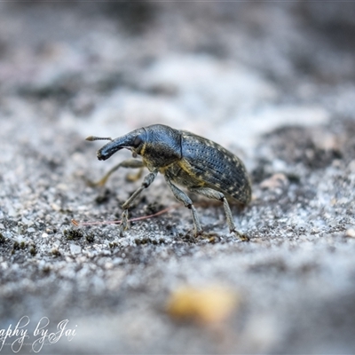 Larinus latus at Kandos, NSW - 20 Jan 2025 by aussiejai