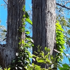 Unidentified Climber or Mistletoe at Copmanhurst, NSW - 20 Jan 2025 by MazzV